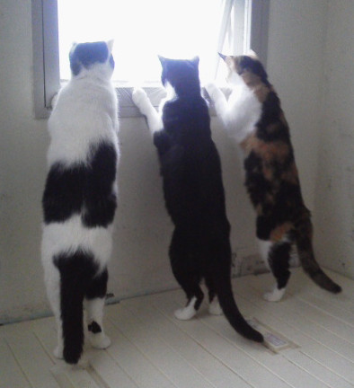 猫が立つのはどうして？どんな時？後ろ足で直立する６つの状況